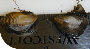 UWCD_Website_ComResources_v1.2_Mussel Image1