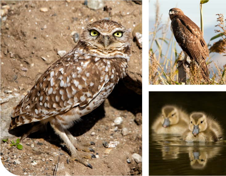 UWCD_Website_ComResources_v1.2_Export_BIrd1