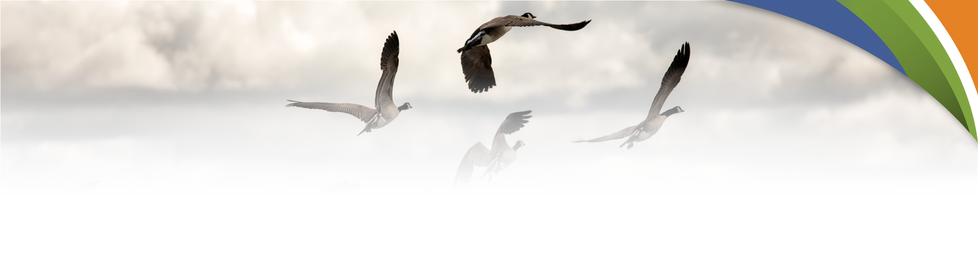 UWCD_Website_ComResources_v1.2_Export_Bird_topper