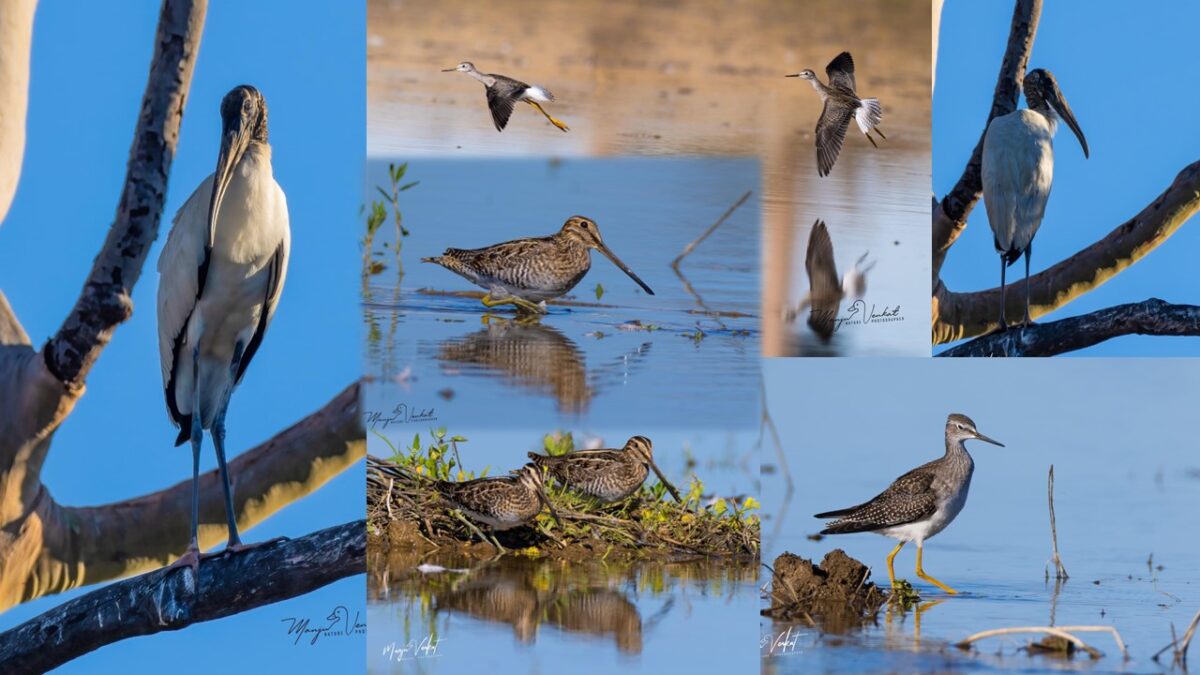 UWCD_Birdies_3