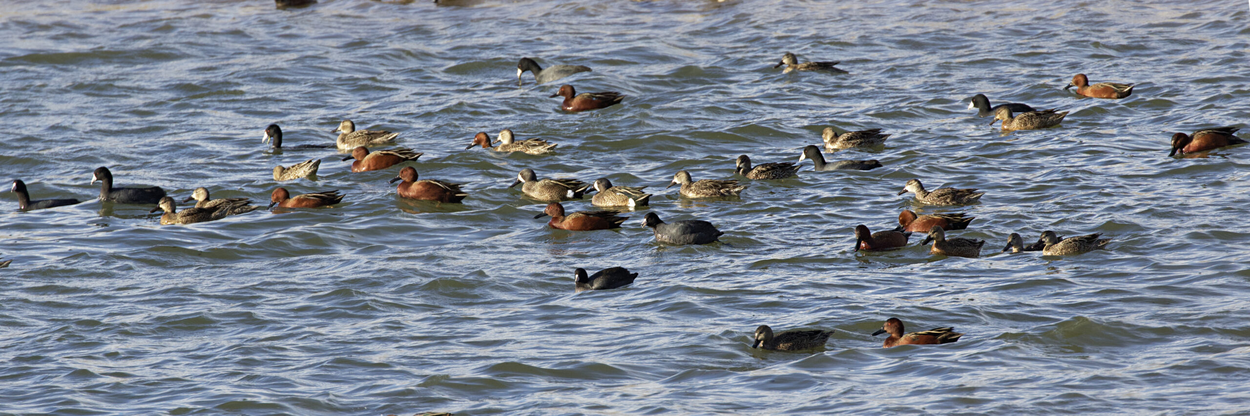Cinnamon Teals With Various Others