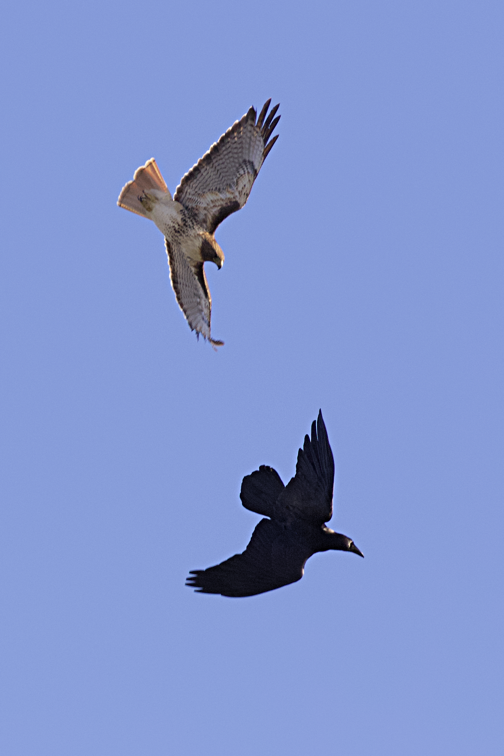 Red-tailed Hawk Versus Crow