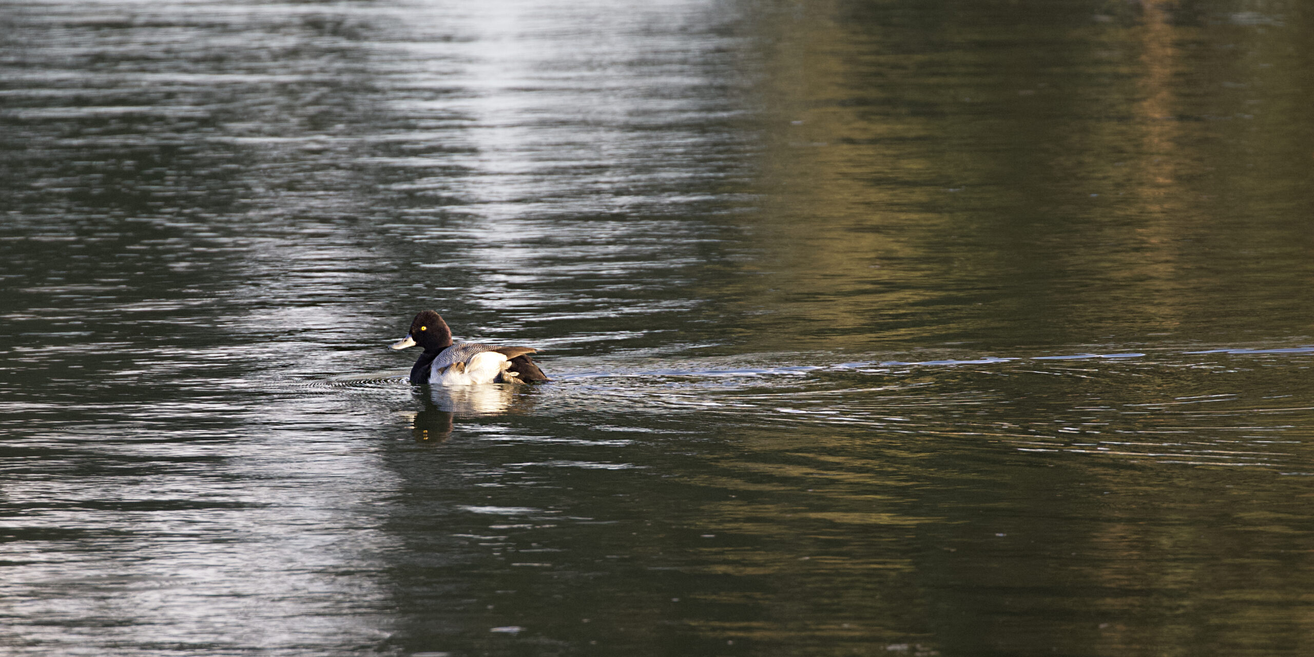 Male Scaup Greater